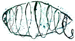 Kokon - geschütz, geborgen, sich entwickeln